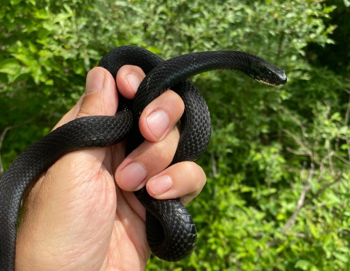 Eastern Garter Snake